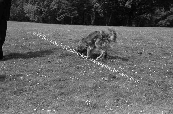 MOLLOY'S DOG RETRIEVING BALL